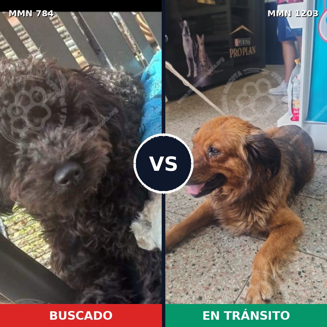 Comparativa MMS 19089: mascota perdida y mascota encontrada, 48% de similitud