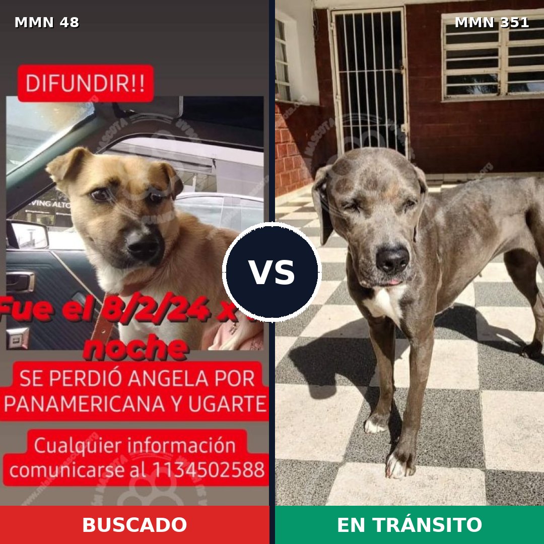 Comparativa MMS 1909: mascota perdida y mascota encontrada, 57% de similitud
