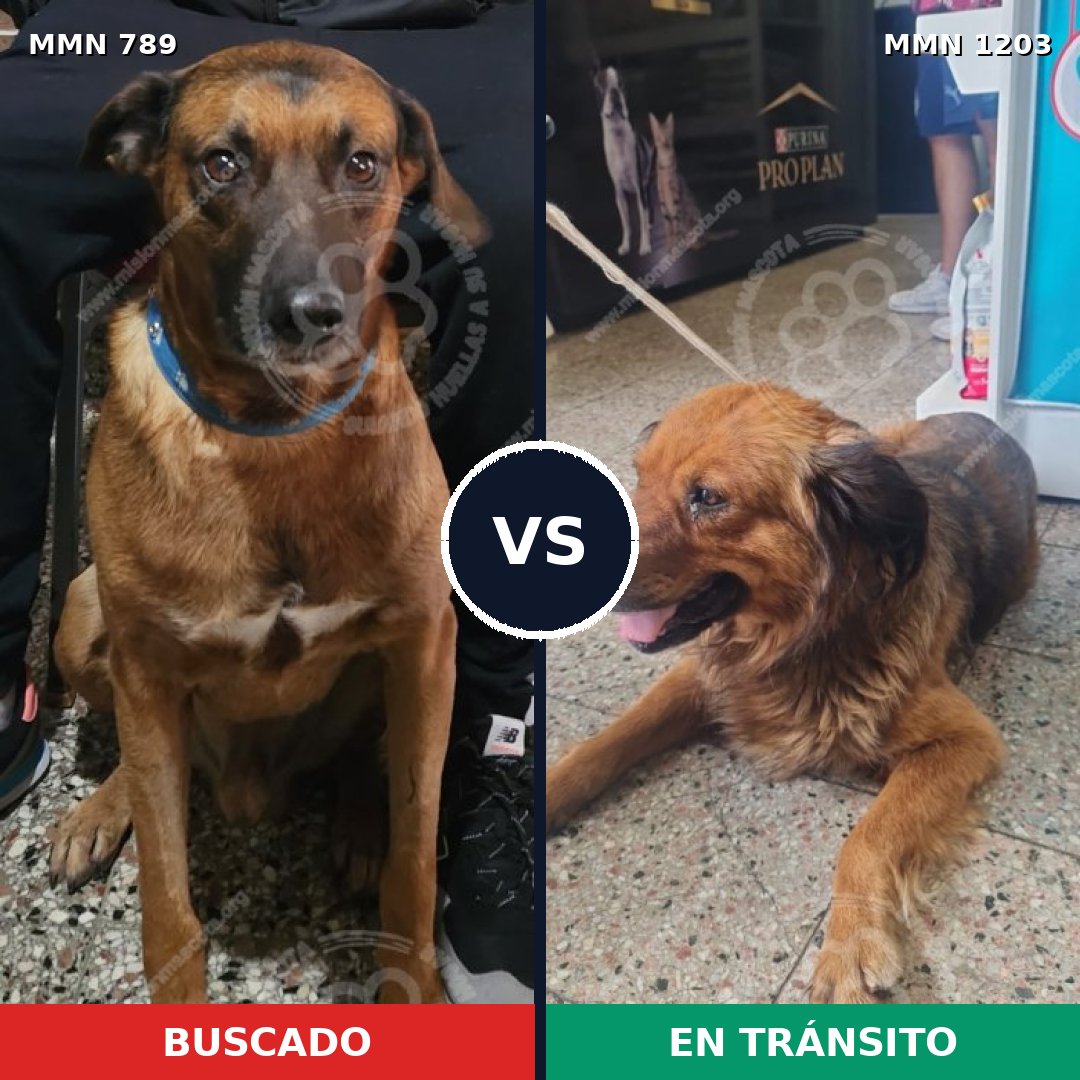 Comparativa MMS 19090: mascota perdida y mascota encontrada, 61% de similitud