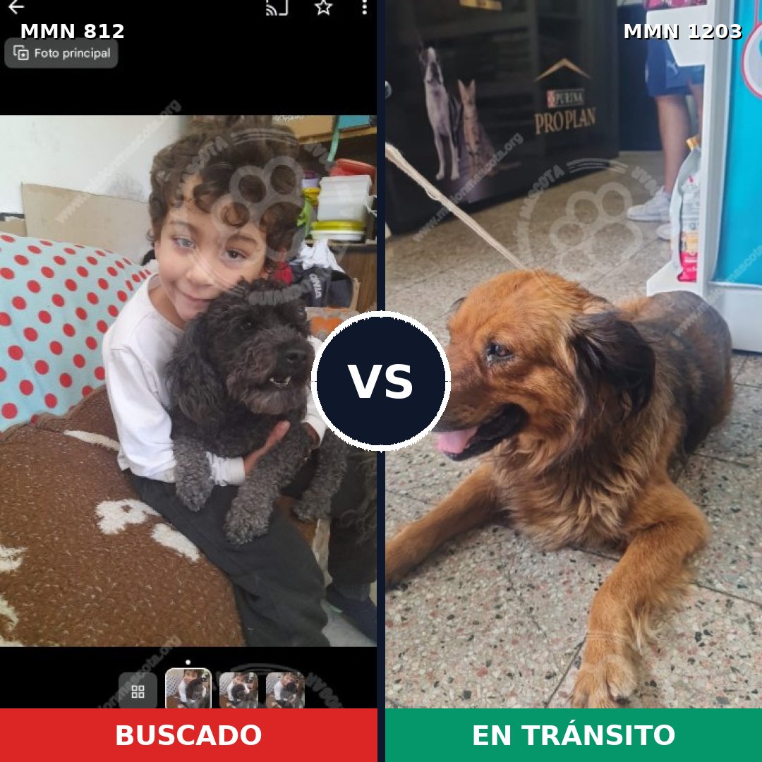 Comparativa MMS 19091: mascota perdida y mascota encontrada, 40% de similitud