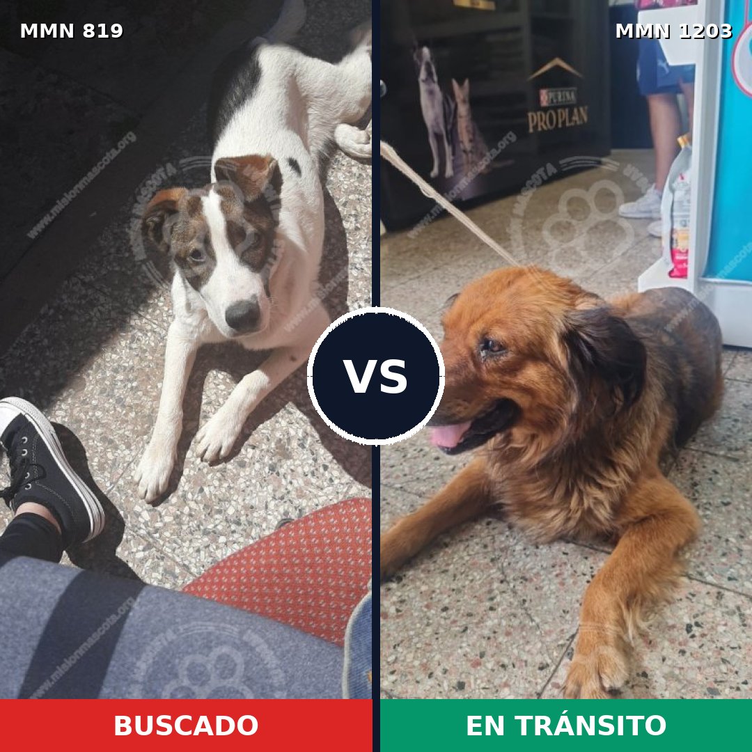 Comparativa MMS 19093: mascota perdida y mascota encontrada, 83% de similitud