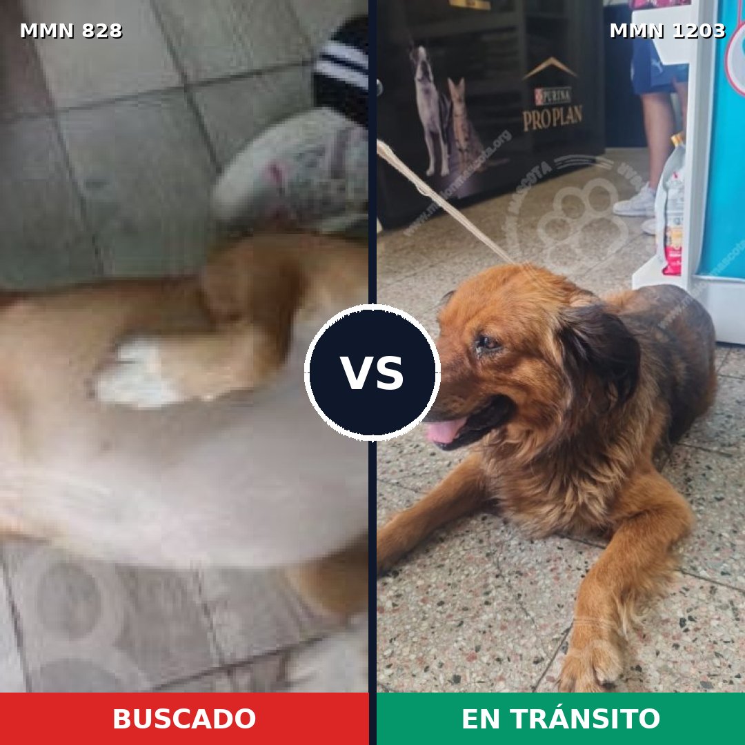 Comparativa MMS 19094: mascota perdida y mascota encontrada, 77% de similitud