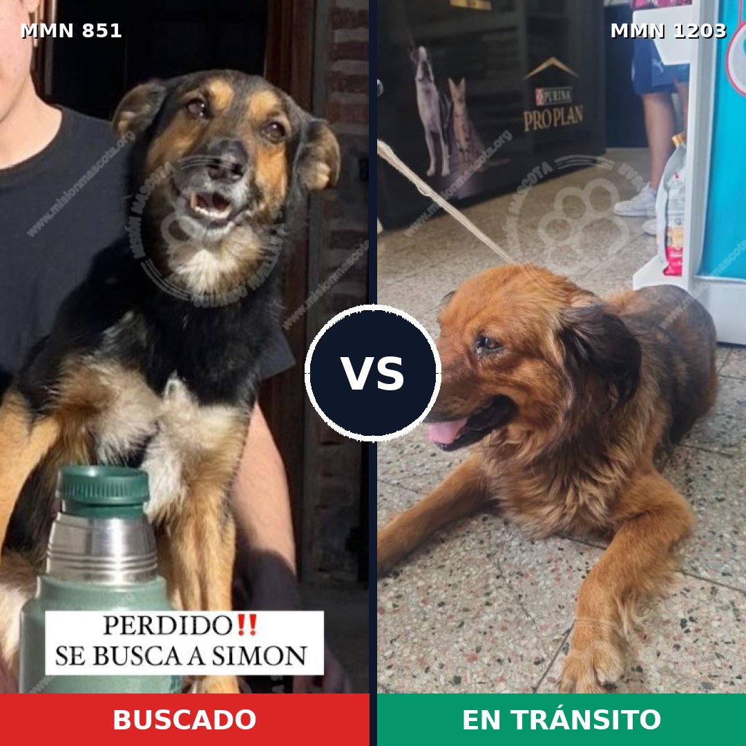 Comparativa MMS 19096: mascota perdida y mascota encontrada, 77% de similitud