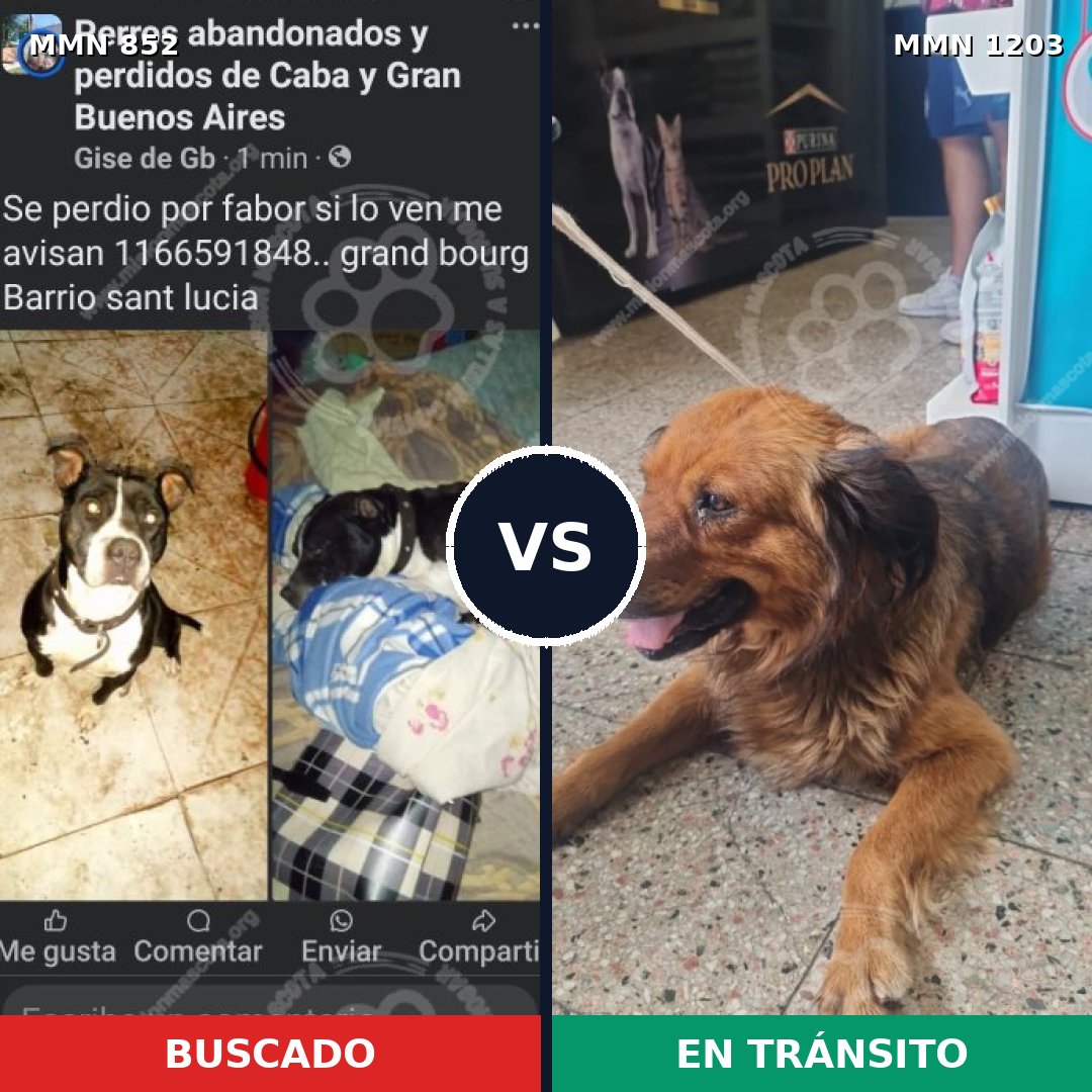 Comparativa MMS 19097: mascota perdida y mascota encontrada, 42% de similitud