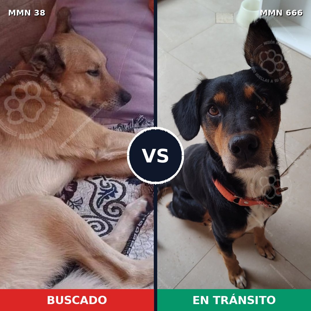 Comparativa MMS 191: mascota perdida y mascota encontrada, 39% de similitud