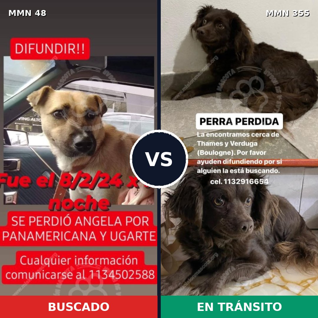 Comparativa MMS 1910: mascota perdida y mascota encontrada, 67% de similitud