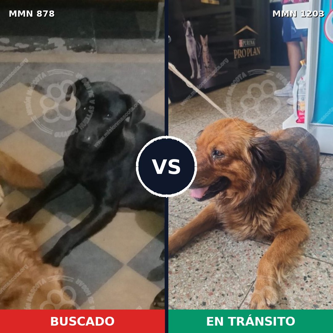 Comparativa MMS 19100: mascota perdida y mascota encontrada, 57% de similitud