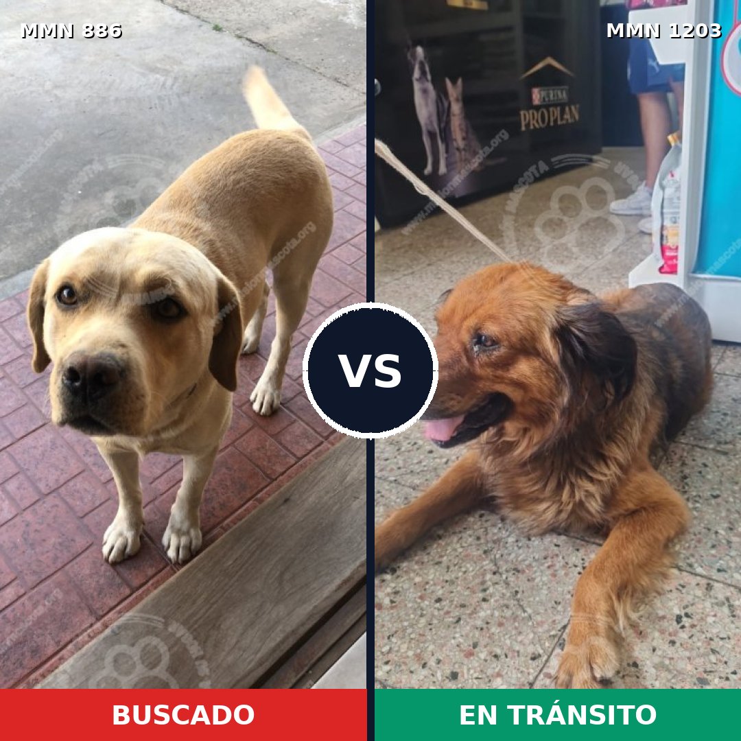 Comparativa MMS 19101: mascota perdida y mascota encontrada, 40% de similitud