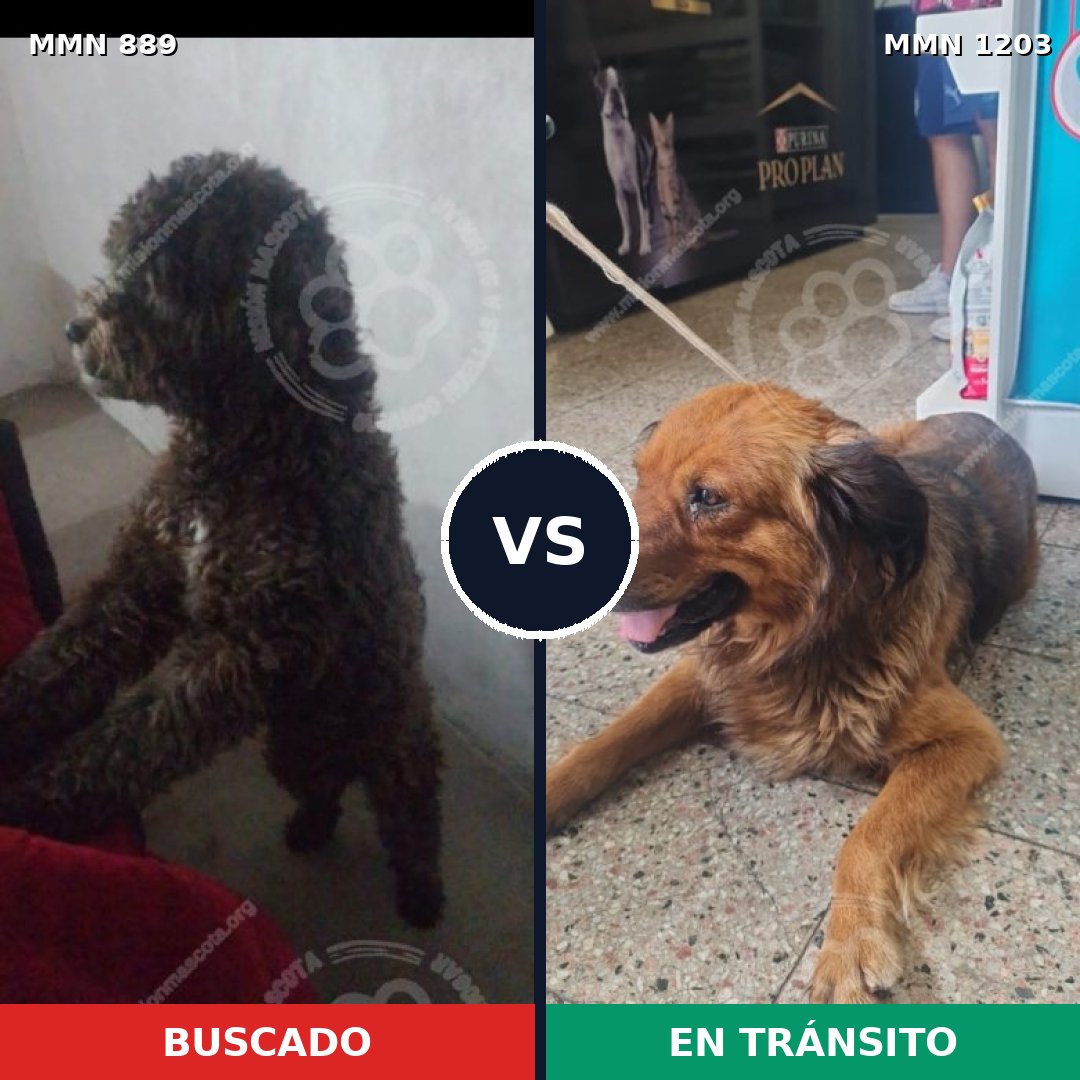 Comparativa MMS 19102: mascota perdida y mascota encontrada, 45% de similitud