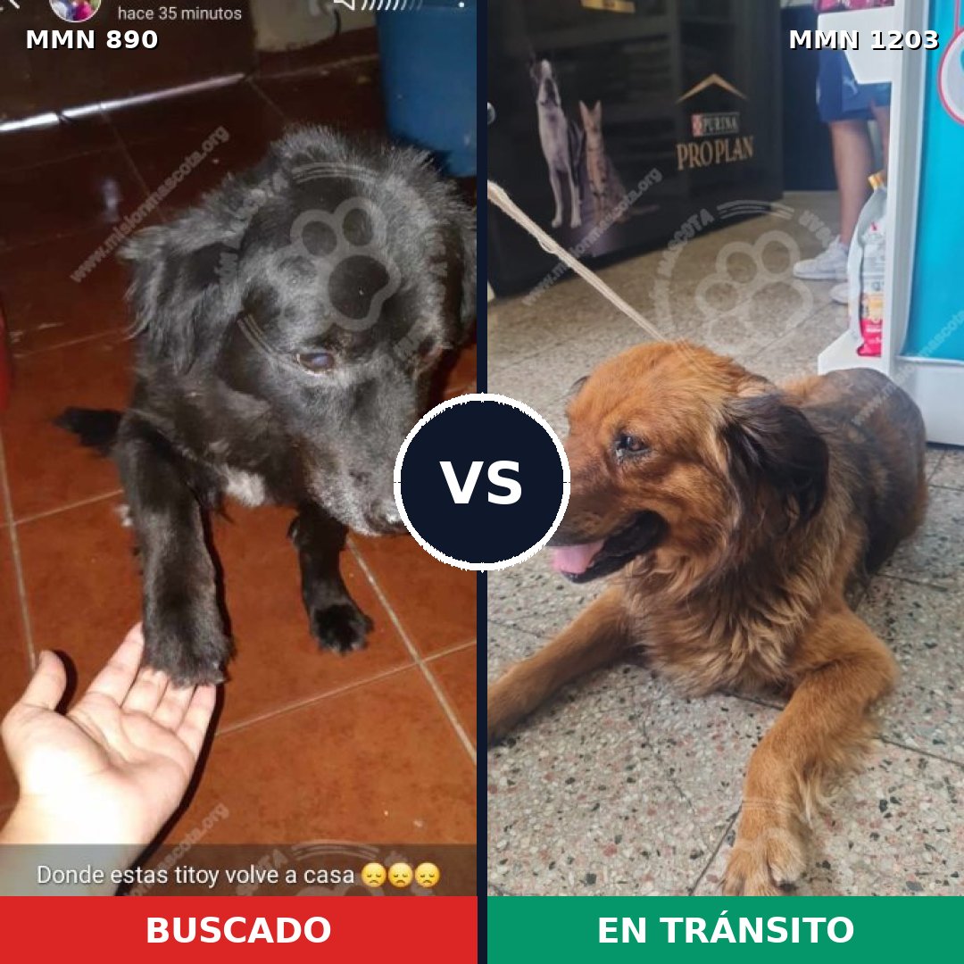Comparativa MMS 19103: mascota perdida y mascota encontrada, 48% de similitud