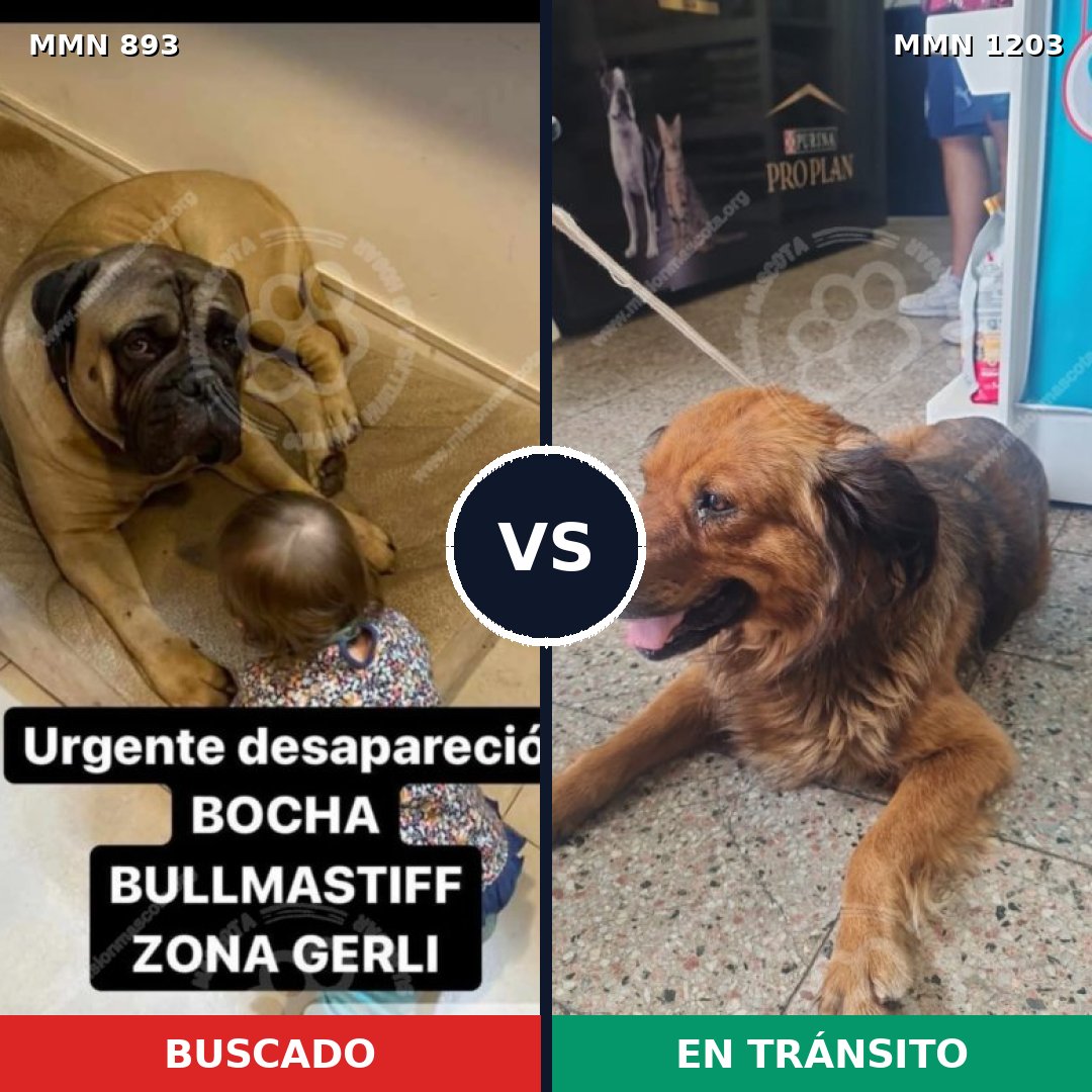 Comparativa MMS 19104: mascota perdida y mascota encontrada, 30% de similitud