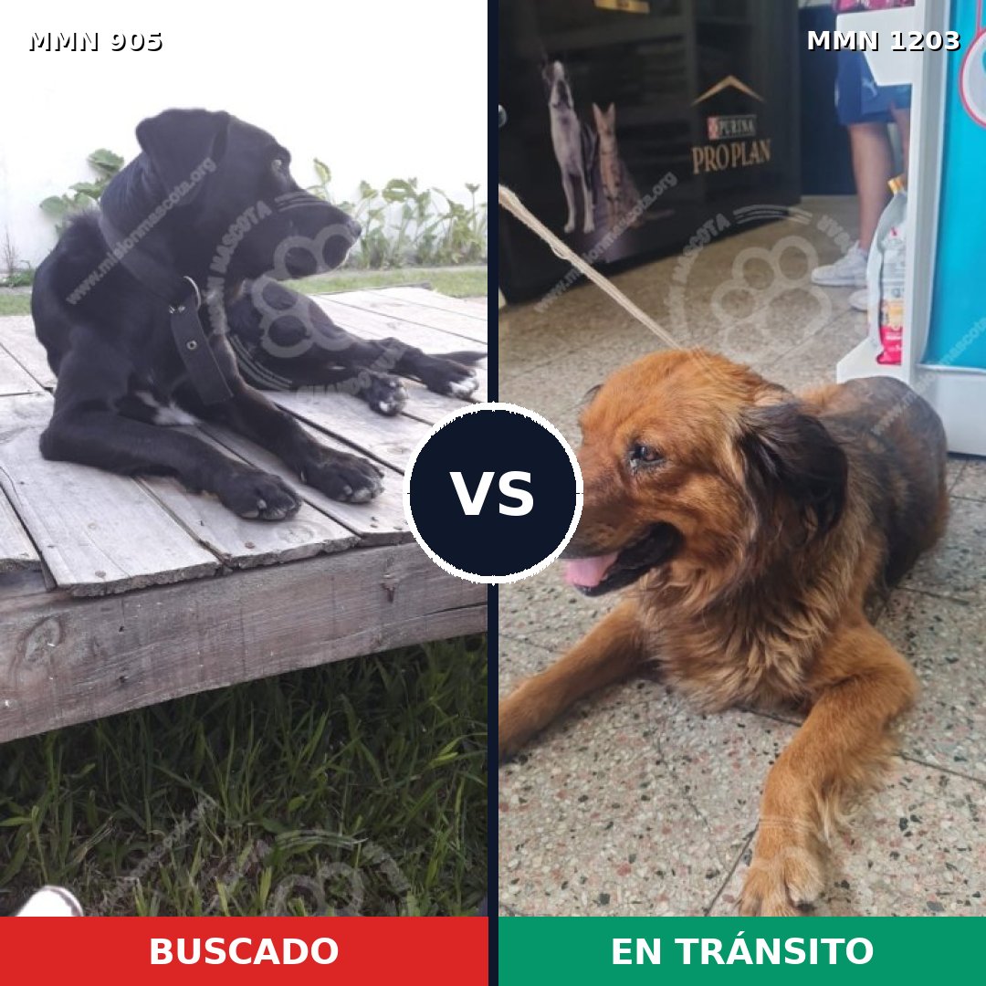 Comparativa MMS 19106: mascota perdida y mascota encontrada, 75% de similitud