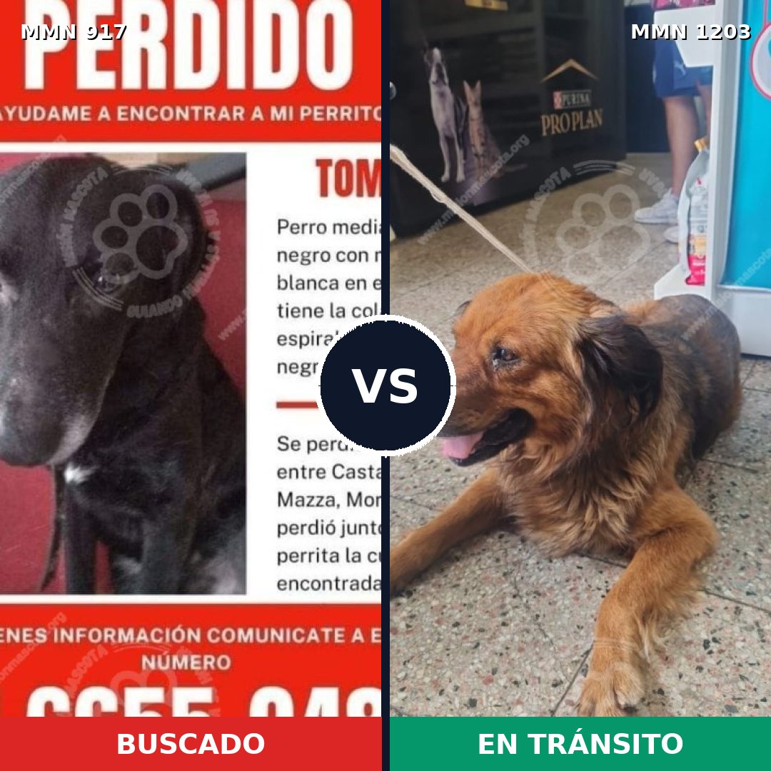 Comparativa MMS 19108: mascota perdida y mascota encontrada, 52% de similitud