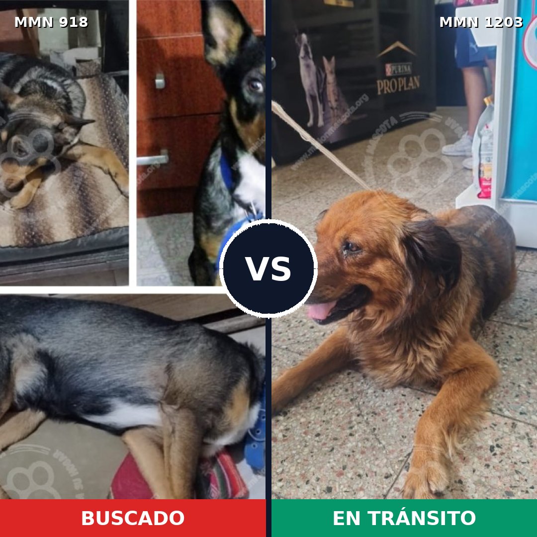 Comparativa MMS 19109: mascota perdida y mascota encontrada, 50% de similitud