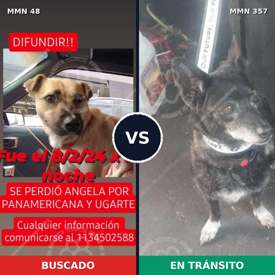 Comparativa MMS 1911: mascota perdida y mascota encontrada, 69% de similitud