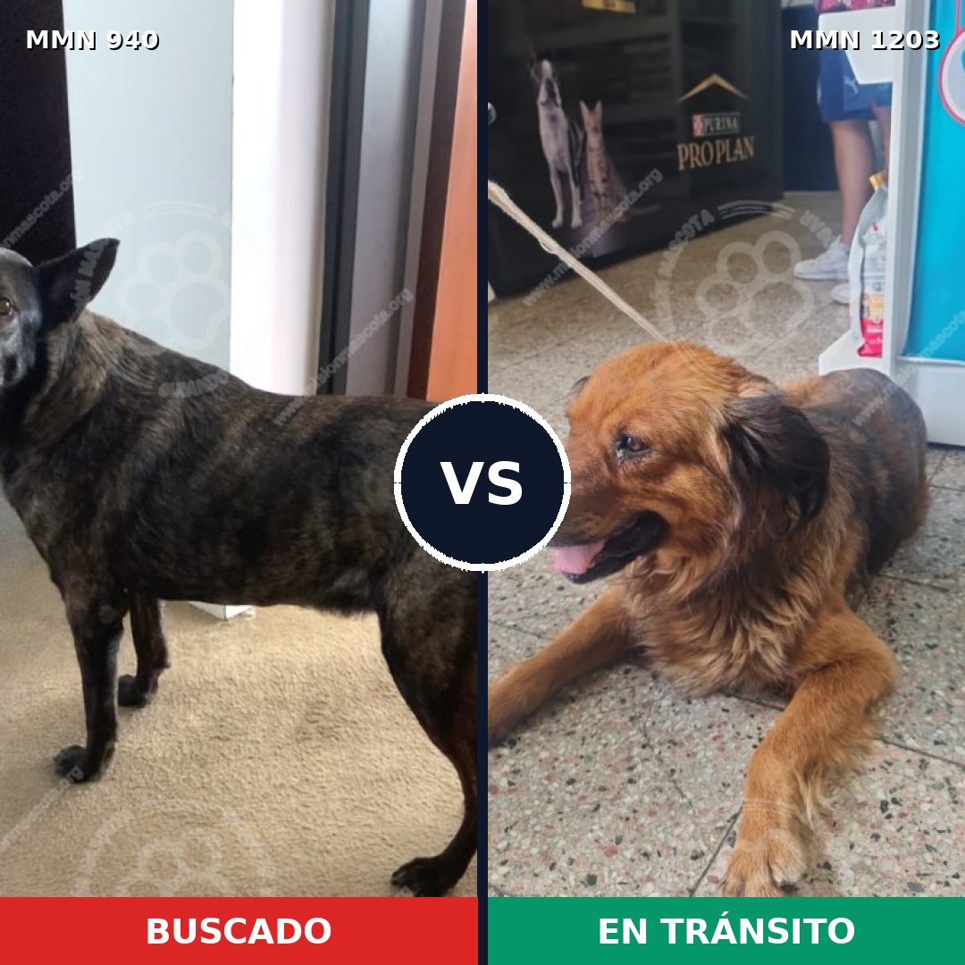 Comparativa MMS 19111: mascota perdida y mascota encontrada, 55% de similitud