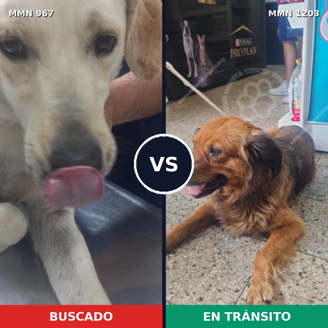 Comparativa MMS 19114: mascota perdida y mascota encontrada, 64% de similitud