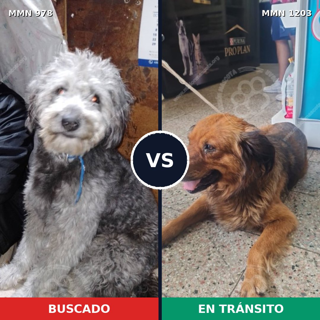 Comparativa MMS 19116: mascota perdida y mascota encontrada, 59% de similitud