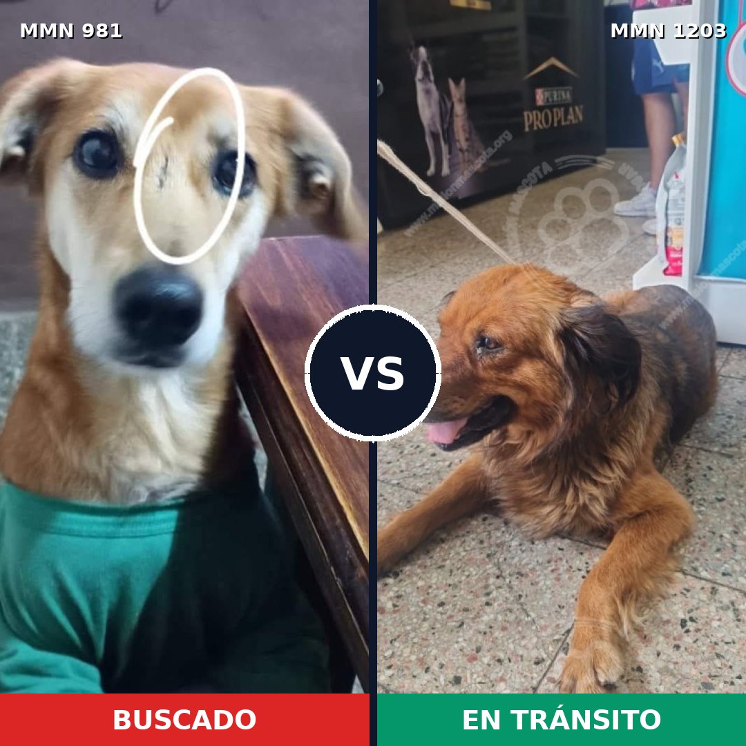 Comparativa MMS 19117: mascota perdida y mascota encontrada, 76% de similitud