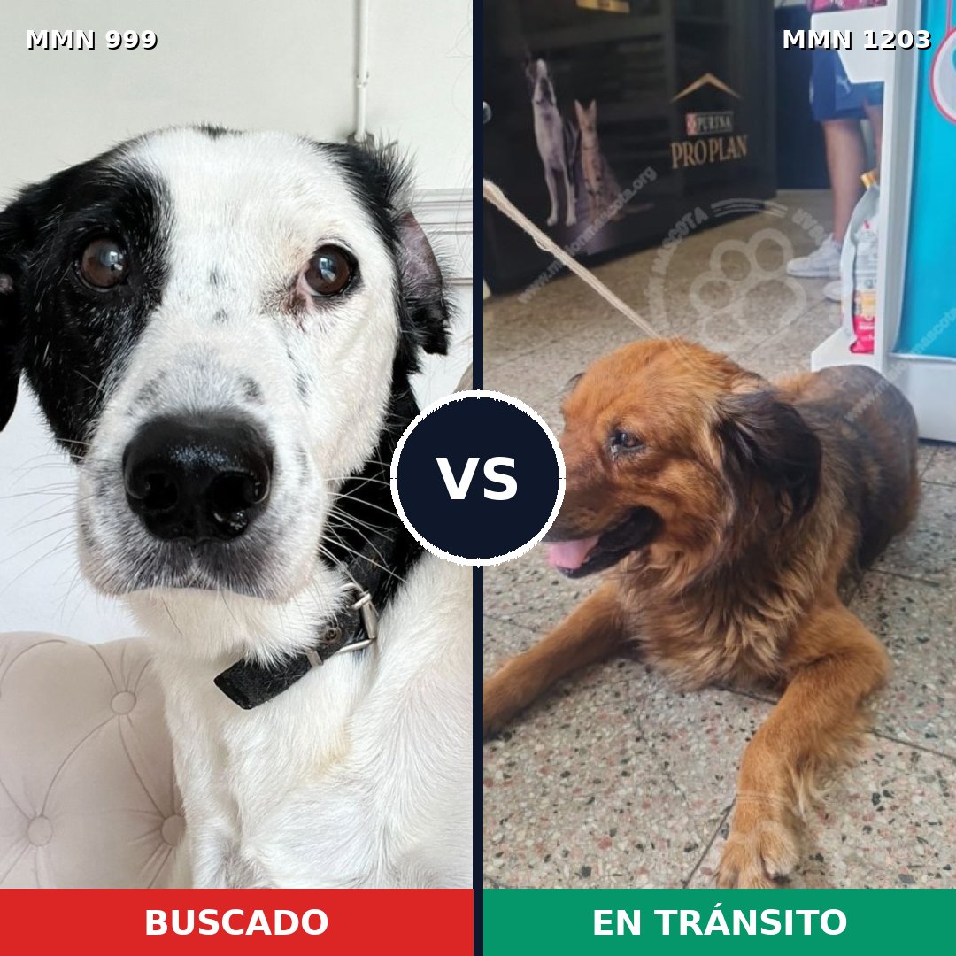 Comparativa MMS 19119: mascota perdida y mascota encontrada, 51% de similitud