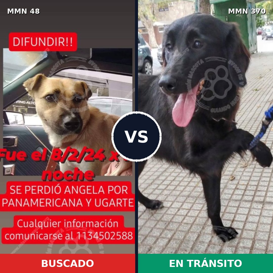 Comparativa MMS 1912: mascota perdida y mascota encontrada, 69% de similitud