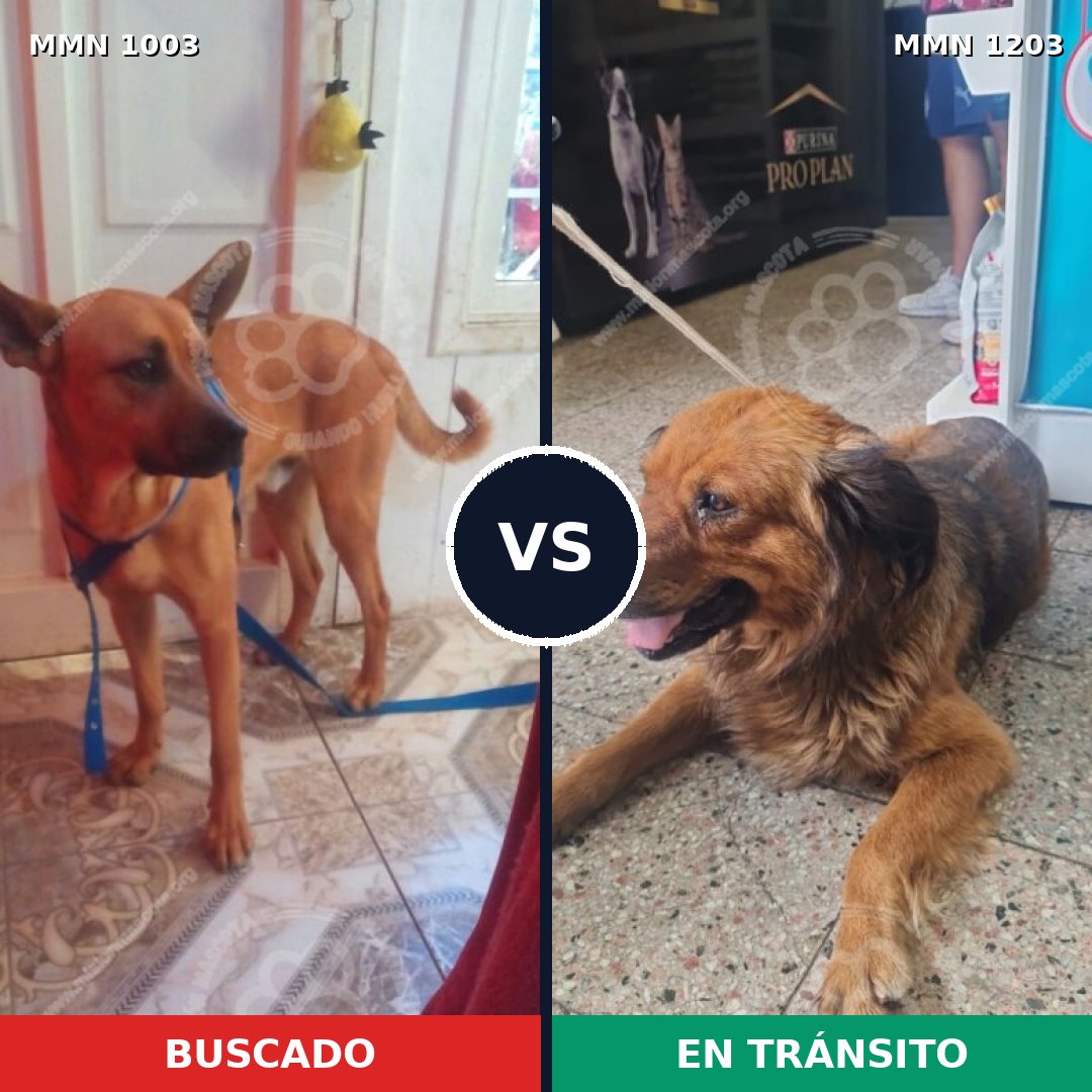 Comparativa MMS 19120: mascota perdida y mascota encontrada, 41% de similitud