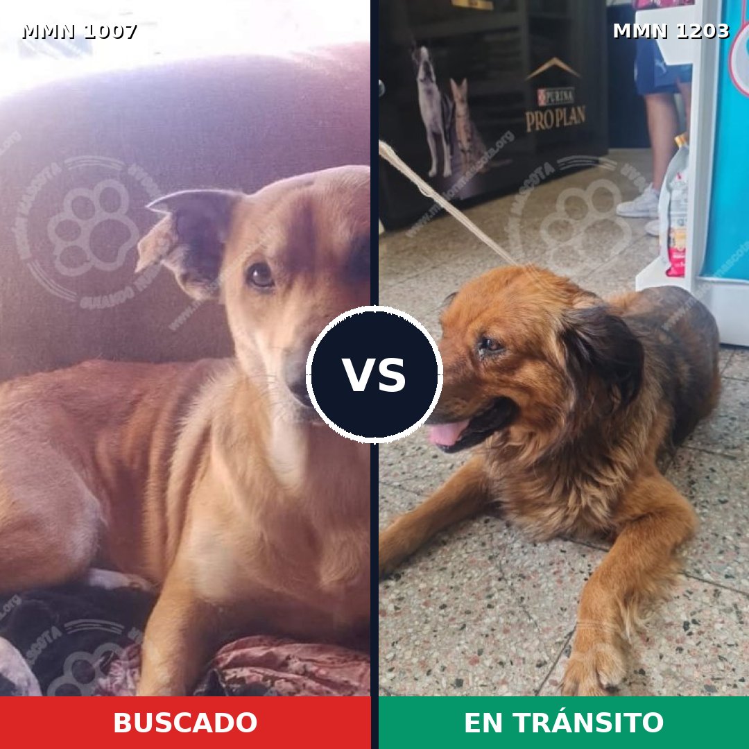 Comparativa MMS 19122: mascota perdida y mascota encontrada, 78% de similitud