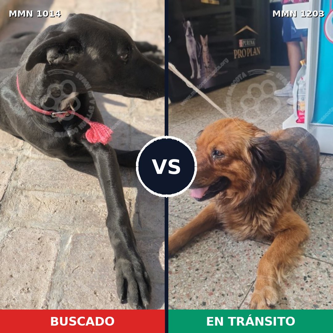 Comparativa MMS 19123: mascota perdida y mascota encontrada, 34% de similitud