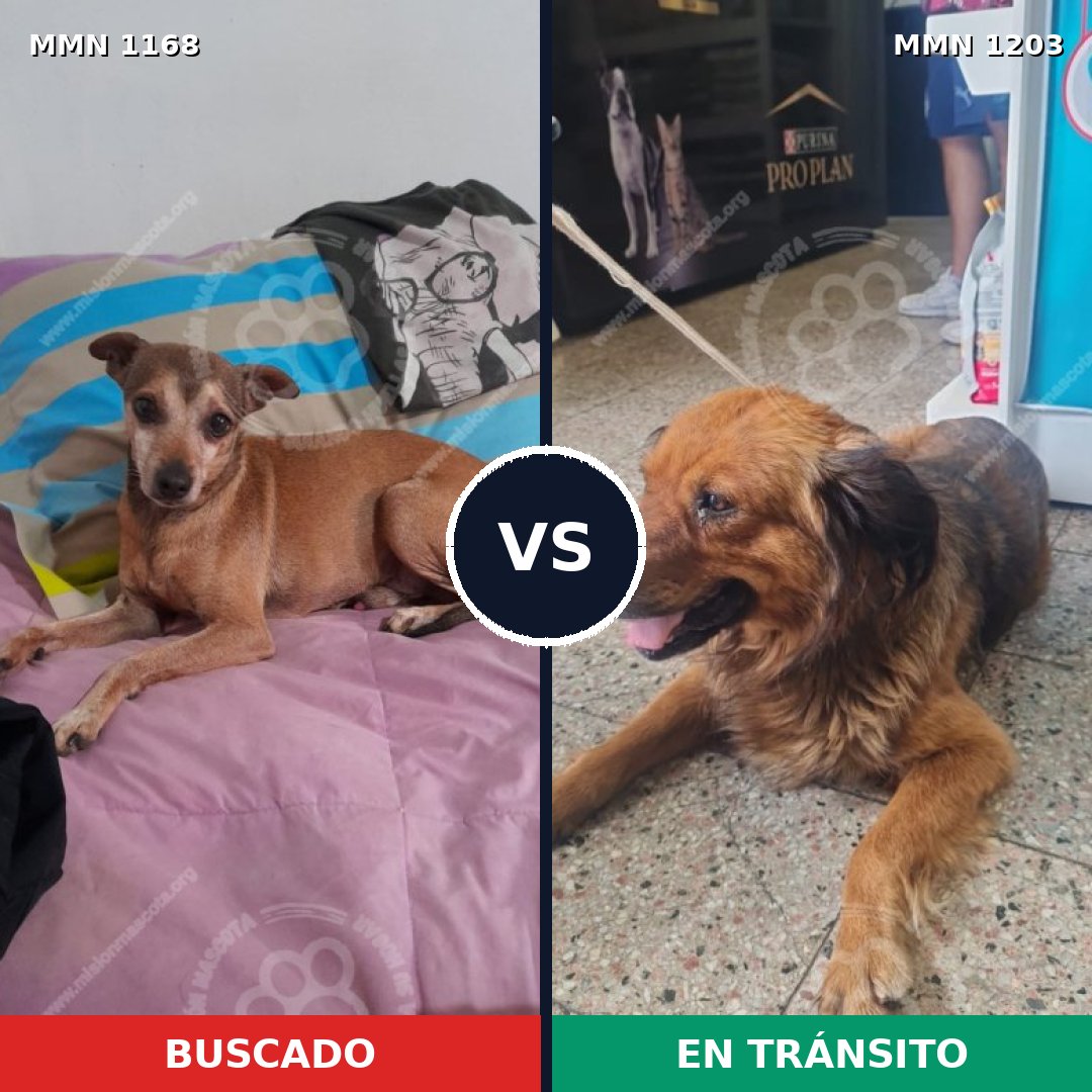 Comparativa MMS 19126: mascota perdida y mascota encontrada, 45% de similitud