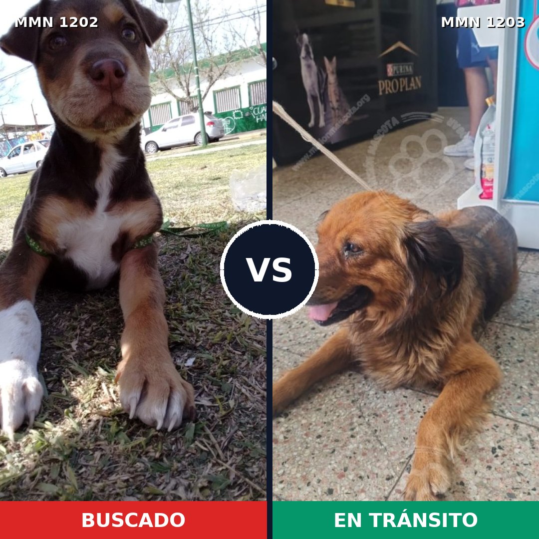 Comparativa MMS 19128: mascota perdida y mascota encontrada, 46% de similitud