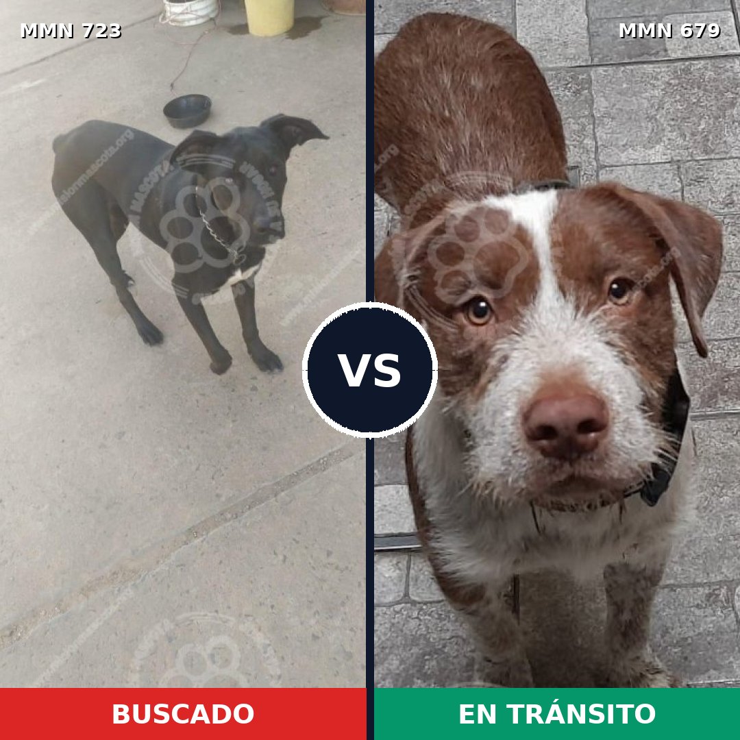 Comparativa MMS 19129: mascota perdida y mascota encontrada, 72% de similitud