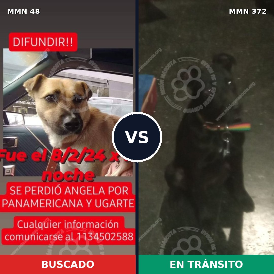 Comparativa MMS 1913: mascota perdida y mascota encontrada, 71% de similitud