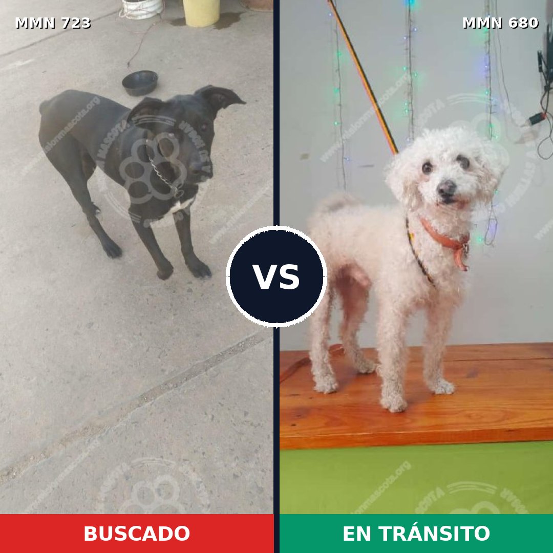 Comparativa MMS 19130: mascota perdida y mascota encontrada, 22% de similitud