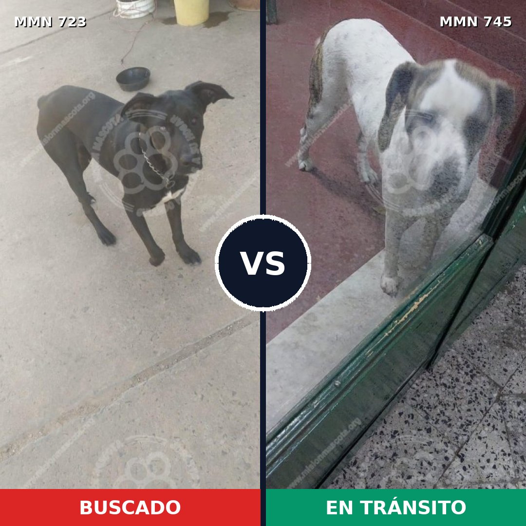Comparativa MMS 19131: mascota perdida y mascota encontrada, 32% de similitud