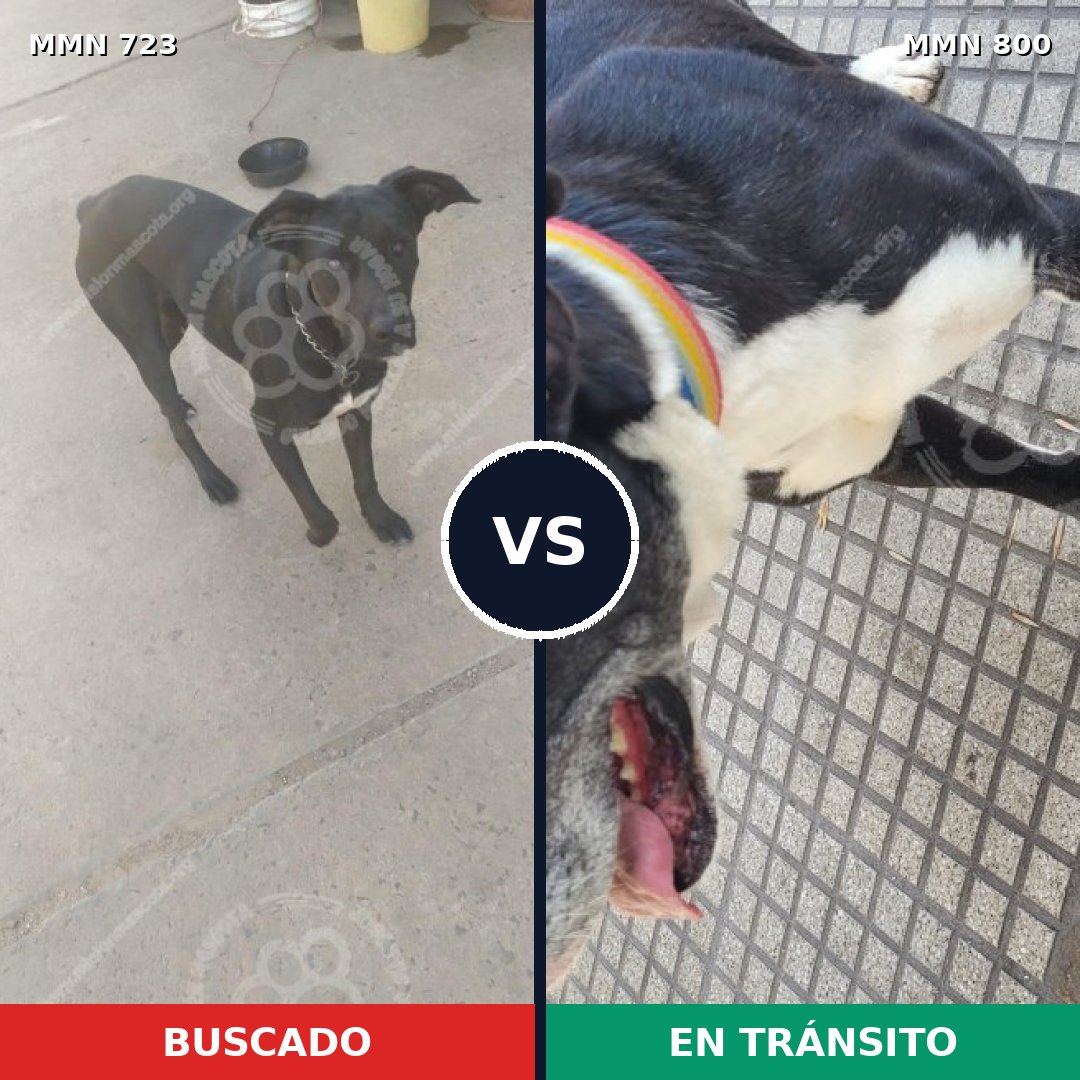 Comparativa MMS 19135: mascota perdida y mascota encontrada, 53% de similitud