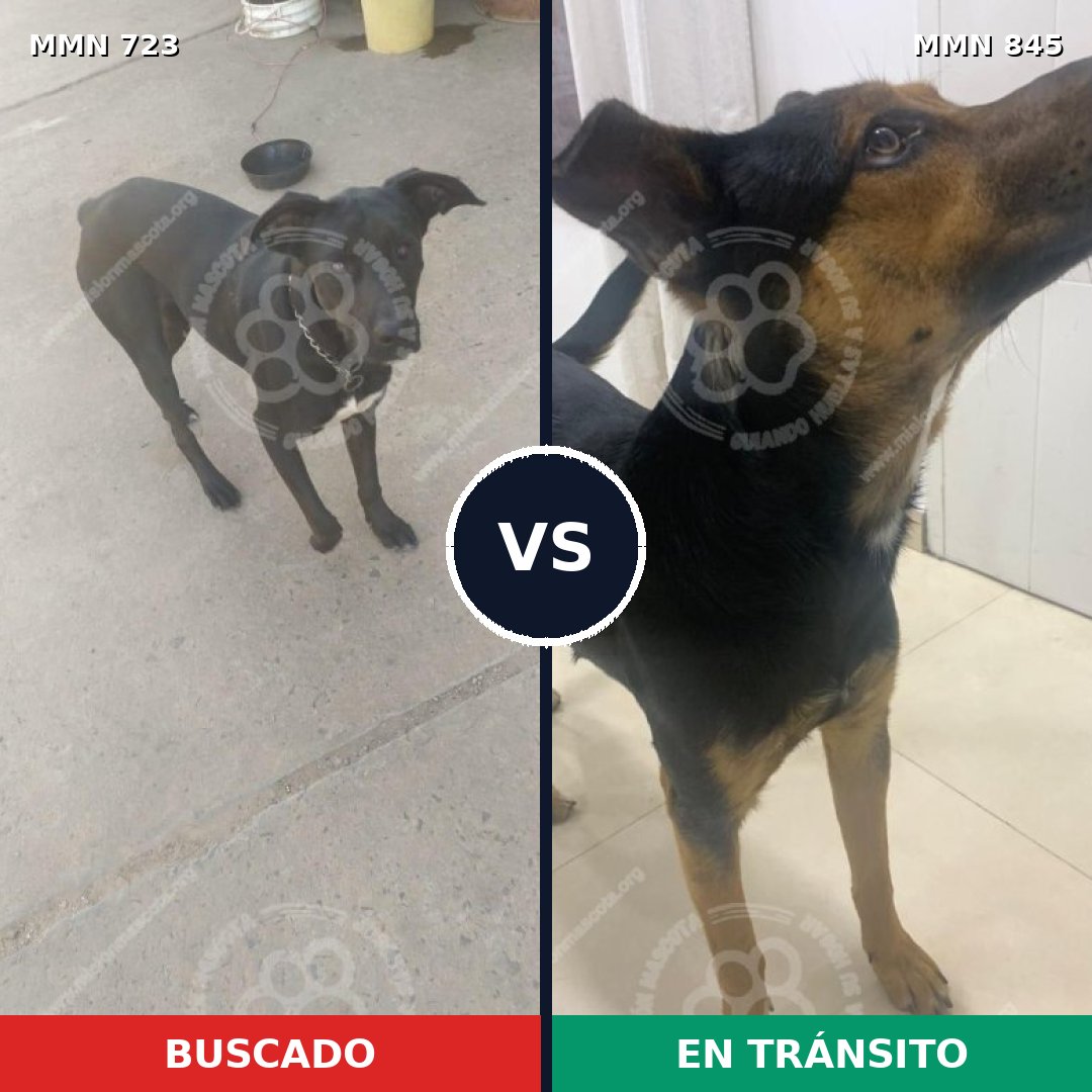 Comparativa MMS 19136: mascota perdida y mascota encontrada, 62% de similitud