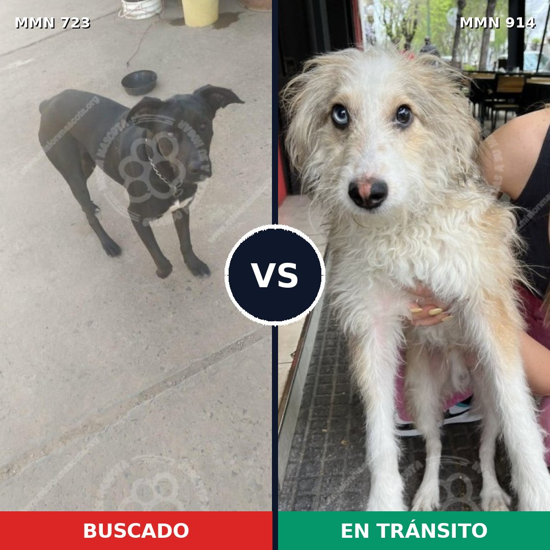 Comparativa MMS 19139: mascota perdida y mascota encontrada, 27% de similitud