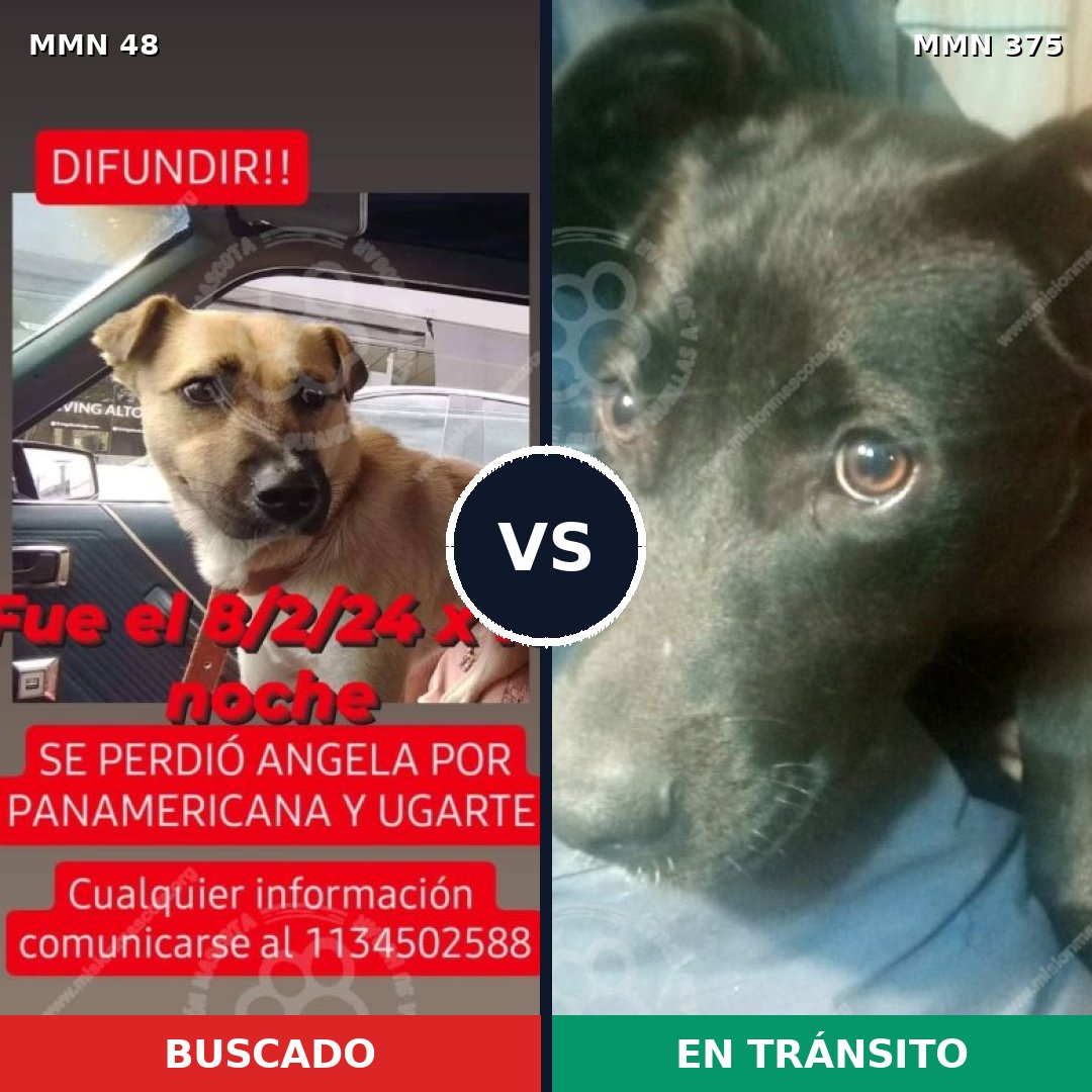Comparativa MMS 1914: mascota perdida y mascota encontrada, 71% de similitud