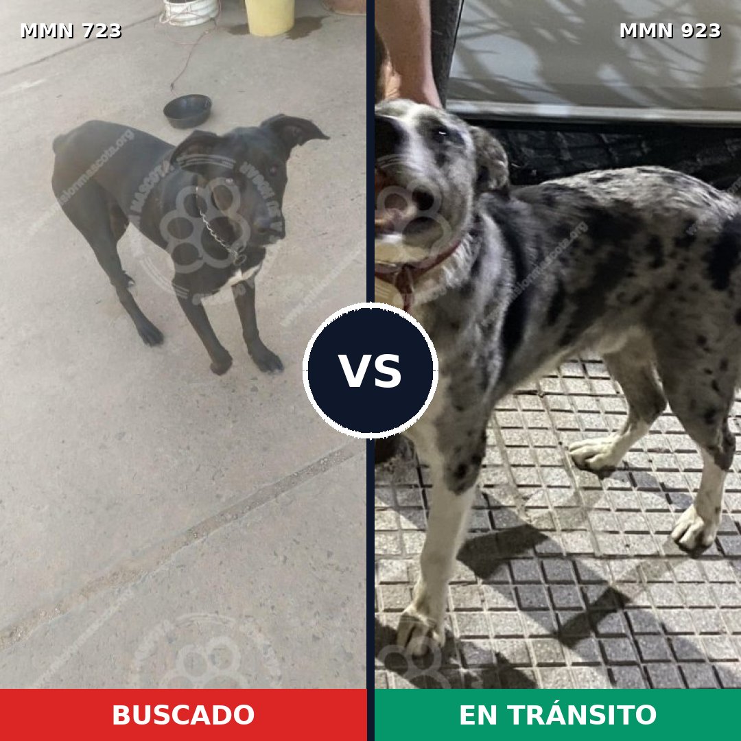Comparativa MMS 19140: mascota perdida y mascota encontrada, 57% de similitud
