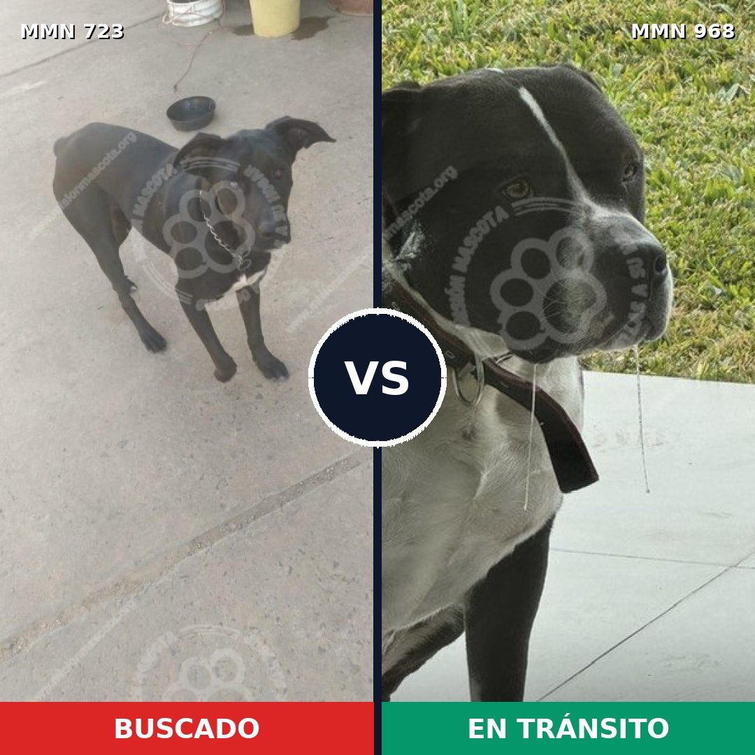 Comparativa MMS 19141: mascota perdida y mascota encontrada, 51% de similitud