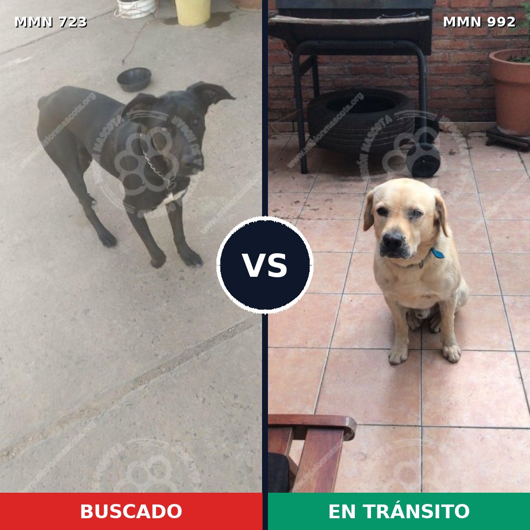 Comparativa MMS 19142: mascota perdida y mascota encontrada, 28% de similitud