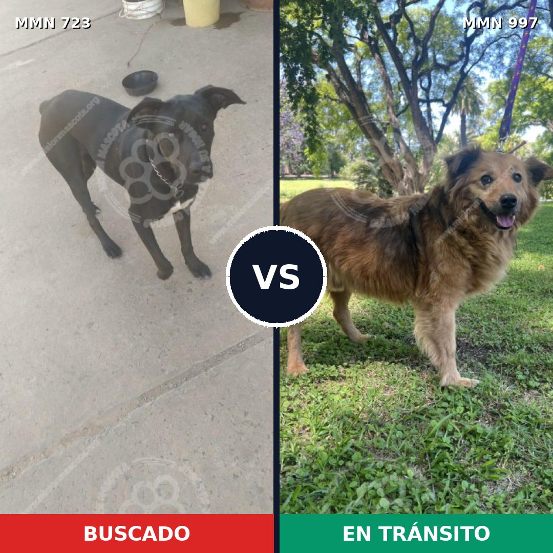 Comparativa MMS 19143: mascota perdida y mascota encontrada, 56% de similitud
