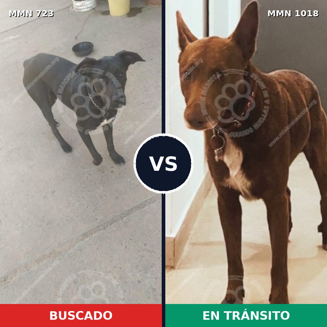 Comparativa MMS 19144: mascota perdida y mascota encontrada, 55% de similitud
