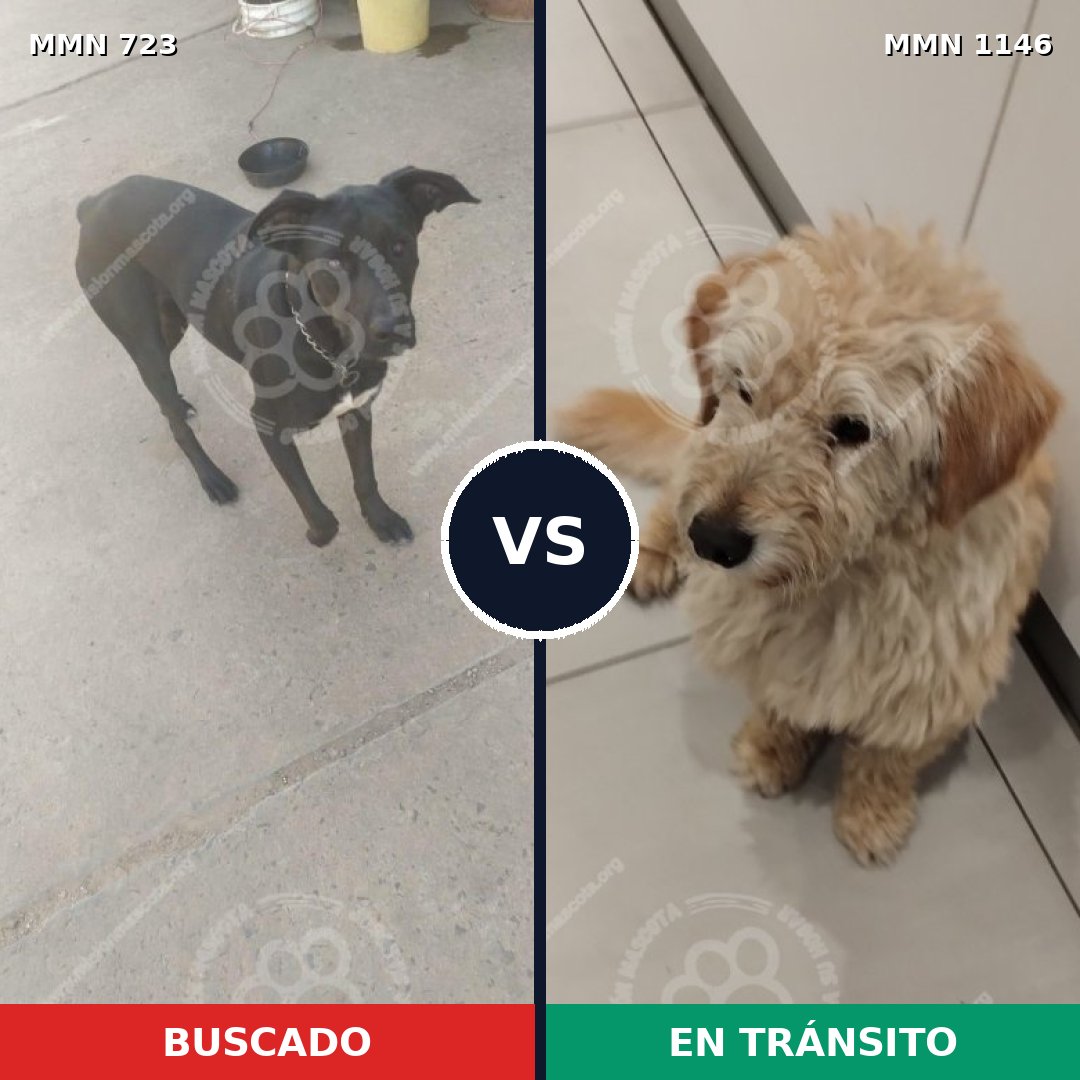 Comparativa MMS 19148: mascota perdida y mascota encontrada, 48% de similitud