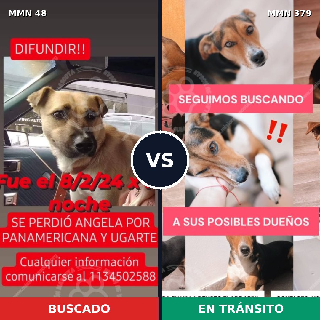 Comparativa MMS 1915: mascota perdida y mascota encontrada, 71% de similitud