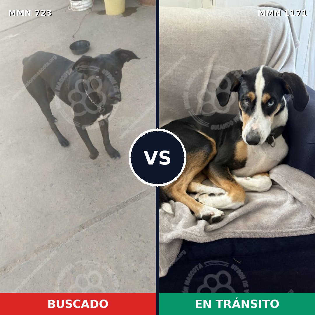 Comparativa MMS 19150: mascota perdida y mascota encontrada, 62% de similitud