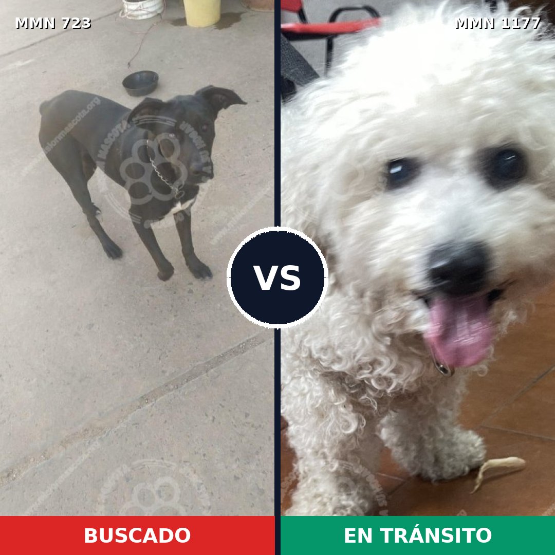 Comparativa MMS 19151: mascota perdida y mascota encontrada, 30% de similitud