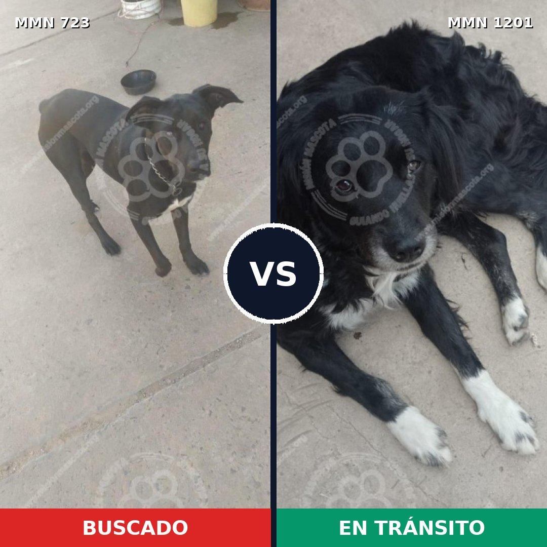 Comparativa MMS 19153: mascota perdida y mascota encontrada, 74% de similitud