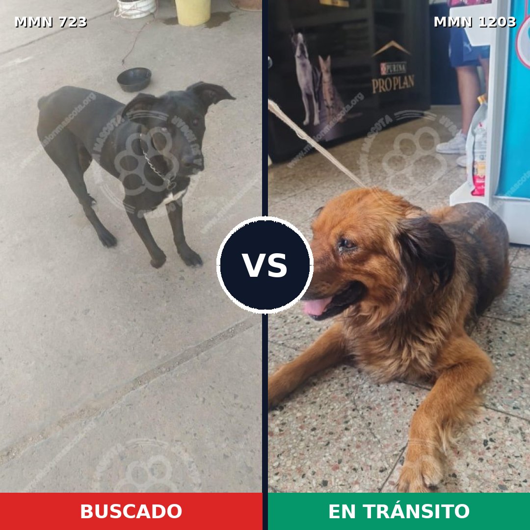 Comparativa MMS 19154: mascota perdida y mascota encontrada, 54% de similitud