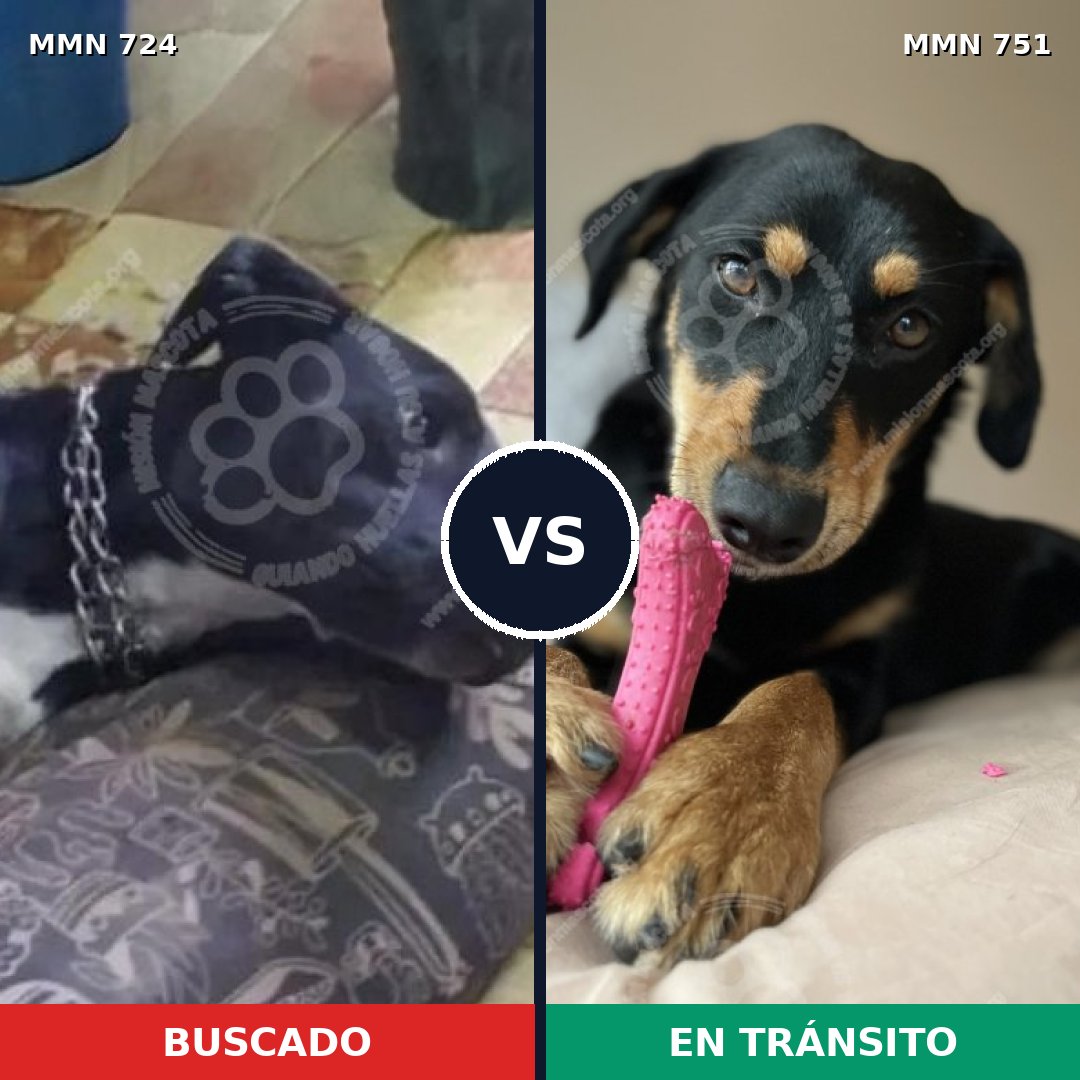 Comparativa MMS 19155: mascota perdida y mascota encontrada, 40% de similitud